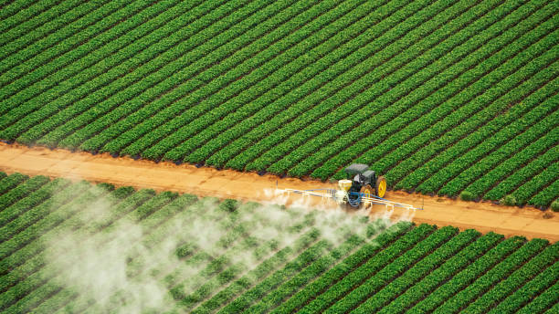 Best Ant Control Services  in Stanton, CA
