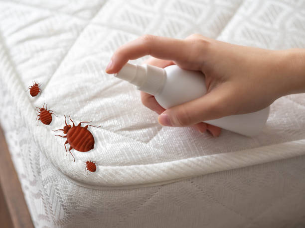 Pest Prevention Services in Stanton, CA