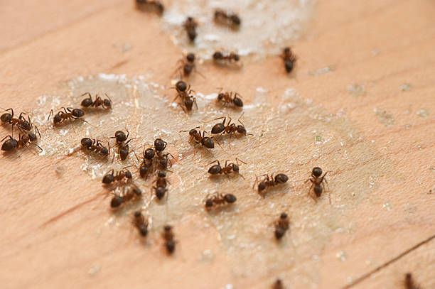 Best Pest Control Near Me  in Stanton, CA