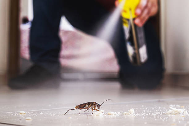 Best Insect Control  in Stanton, CA